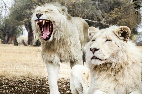 Comment organiser une expédition pour voir les lions blancs dans le parc national de Timbavati, Afrique du Sud?