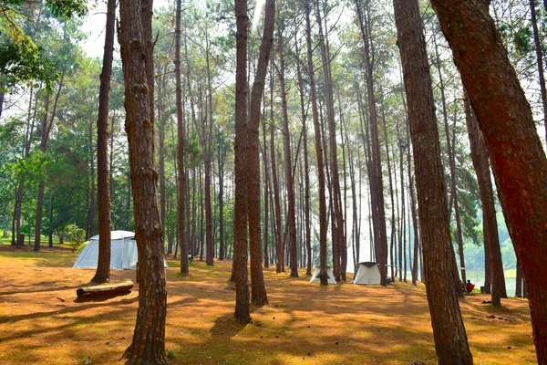 Quelles sont les meilleures pratiques pour camper en région de marécages en été?